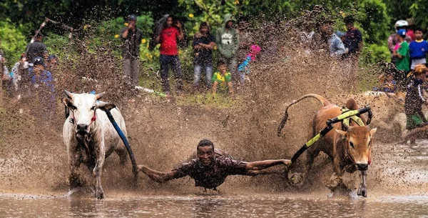 在印度尼西亚西苏门答腊的巴图桑卡 一名男子骑着公牛穿过泥泞的稻田 参加了 Pacu Jawi 节的公牛赛跑 — 图库照片