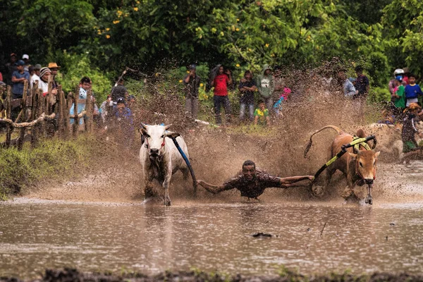 Man Jockey Steers Bulls Muddy Paddy Fields Bull Race Pacu — Stock Photo, Image