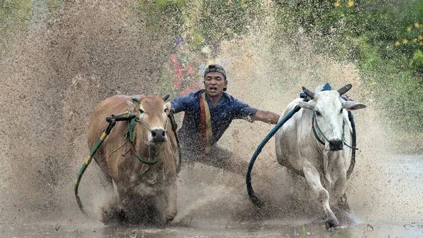 Man Jockey Steers Bulls Muddy Paddy Fields Bull Race Pacu — 스톡 사진