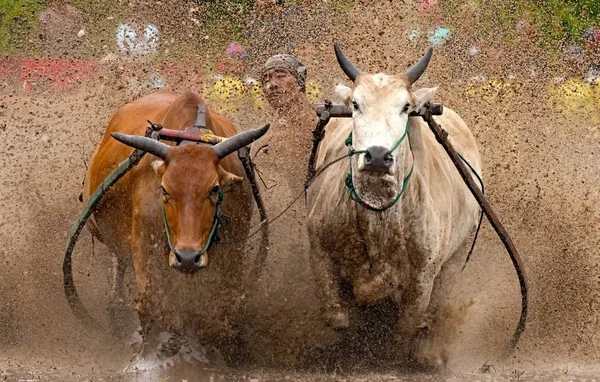 Homme Jockey Conduit Des Taureaux Travers Les Rizières Boueuses Dans — Photo