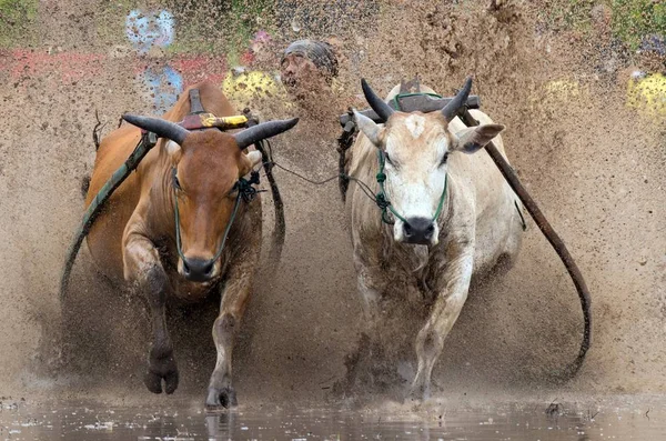 Man Jockey Steers Bulls Muddy Paddy Fields Bull Race Pacu — Stock Photo, Image