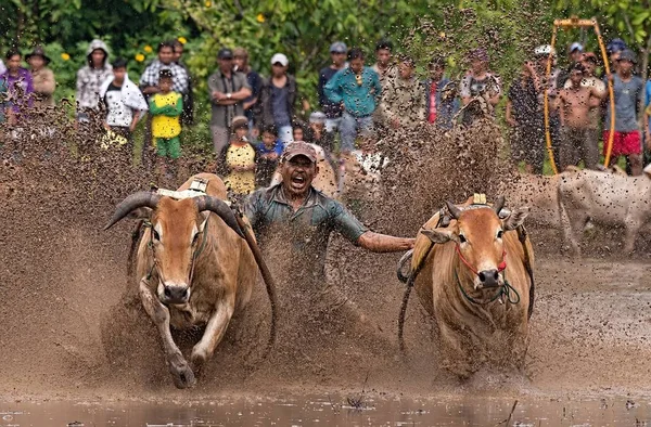 Homme Jockey Conduit Des Taureaux Travers Les Rizières Boueuses Dans — Photo