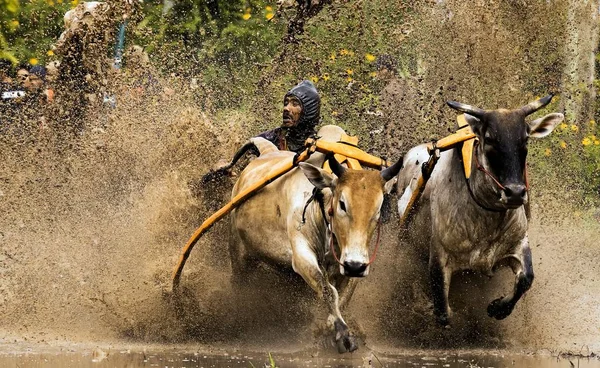 Pacu Jawi Corrida Vacas Volta Centenas Anos Atrás Este Jogo — Fotografia de Stock
