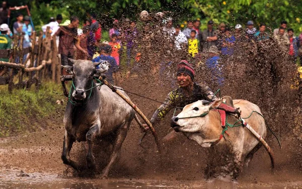 百余年前的帕库 Pacu Jawi 或奶牛赛跑 Cow Race 是印度尼西亚西苏门答腊 West Sumatra 农民在收获季节过后的一项传统庆祝活动 — 图库照片
