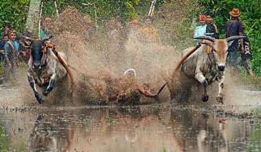 Pacu Jawi ya da 100 yıl önceki İnek Yarışı, Batı Sumatra, Endonezya 'da hasat sezonundan sonra çiftçiler için geleneksel bir olaydır..