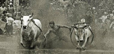 Pacu Jawi ya da 100 yıl önceki İnek Yarışı, Batı Sumatra, Endonezya 'da hasat sezonundan sonra çiftçiler için geleneksel bir olaydır..