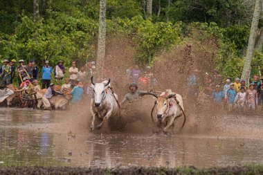 Pacu Jawi ya da 100 yıl önceki İnek Yarışı, Batı Sumatra, Endonezya 'da hasat sezonundan sonra çiftçiler için geleneksel bir olaydır..