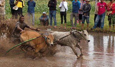Pacu Jawi ya da 100 yıl önceki İnek Yarışı, Batı Sumatra, Endonezya 'da hasat sezonundan sonra çiftçiler için geleneksel bir olaydır.