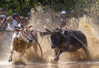 Pacu Jawi ya da 100 yıl önceki İnek Yarışı, Batı Sumatra, Endonezya 'da hasat sezonundan sonra çiftçiler için geleneksel bir olaydır.