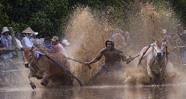 Pacu Jawi ya da 100 yıl önceki İnek Yarışı, Batı Sumatra, Endonezya 'da hasat sezonundan sonra çiftçiler için geleneksel bir olaydır.