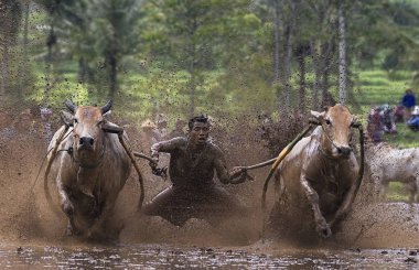 Bir erkek jokey, Endonezya, Batı Sumaterya, Batu Sangkar 'daki' Pacu Jawi 'festivalinde çamurlu çeltik tarlalarında boğaları sürüyor..