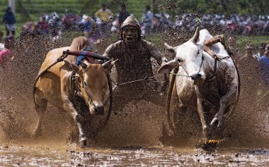 Bir erkek jokey, Endonezya, Batı Sumaterya, Batu Sangkar 'daki' Pacu Jawi 'festivalinde çamurlu çeltik tarlalarında boğaları sürüyor..