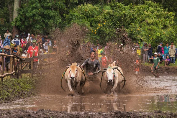 百余年前的帕库 Pacu Jawi 或奶牛赛跑 Cow Race 是印度尼西亚西苏门答腊 West Sumatra 农民在收获季节过后的一项传统庆祝活动 — 图库照片