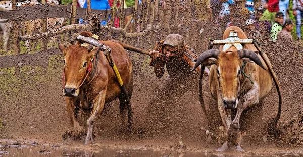 百余年前的帕库 Pacu Jawi 或奶牛赛跑 Cow Race 是印度尼西亚西苏门答腊 West Sumatra 农民在收获季节过后的一项传统庆祝活动 — 图库照片