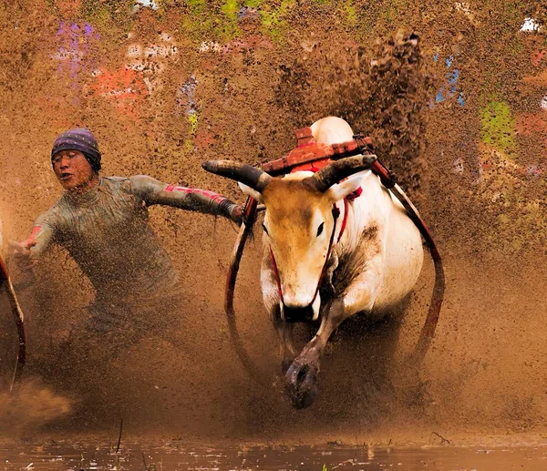 Pacu Jawi 100 Yıl Önceki Nek Yarışı Batı Sumatra Endonezya — Stok fotoğraf