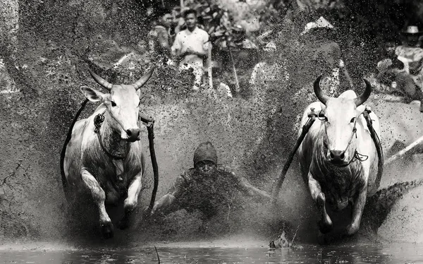 百余年前的帕库 Pacu Jawi 或奶牛赛跑 Cow Race 是印度尼西亚西苏门答腊 West Sumatra 农民在收获季节过后的一项传统庆祝活动 — 图库照片