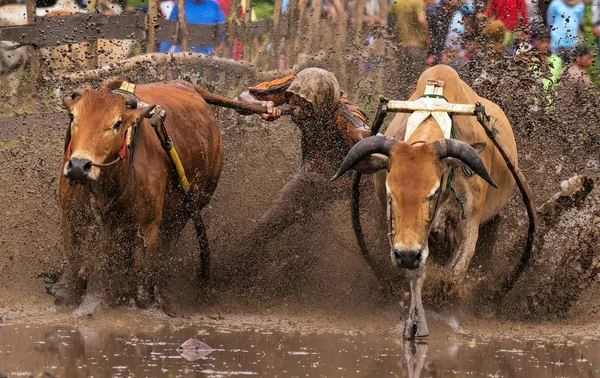 Pacu Jawi Cow Race Retour Cent Ans Jeu Est Événement — Photo