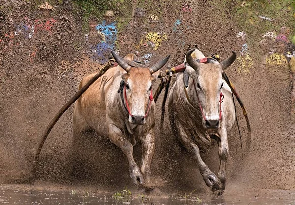 百余年前的帕库 Pacu Jawi 或奶牛赛跑 Cow Race 是印度尼西亚西苏门答腊 West Sumatra 农民在收获季节过后的一项传统庆祝活动 — 图库照片