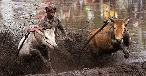 Pacu Jawi Cow Race Hace Cientos Años Este Juego Evento — Foto de Stock