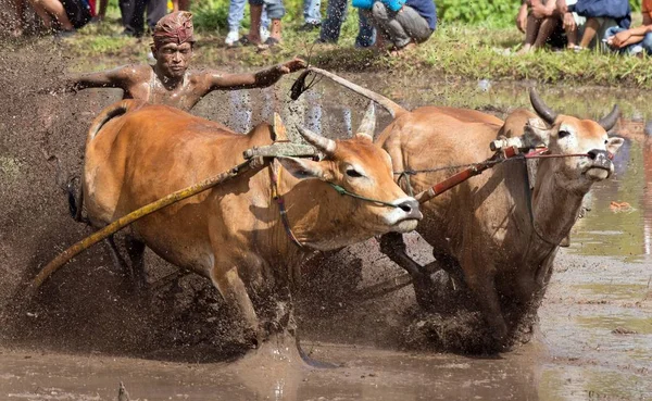 Pacu Jawi Cow Race Retour Cent Ans Jeu Est Événement — Photo