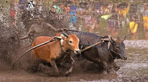 Pacu Jawi Cow Race Retour Cent Ans Jeu Est Événement — Photo