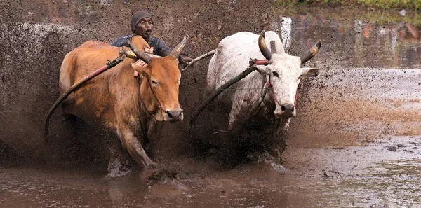 Pacu Jawi Cow Race Back Hundred Years Ago Game Traditional — Stock Photo, Image