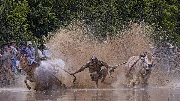 Pacu Jawi Cow Race Back Hundred Years Ago Game Traditional — Stock Photo, Image