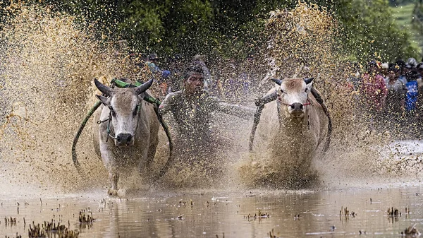 Pacu Jawi Cow Race Back Hundred Years Ago Game Traditional — Stock Photo, Image