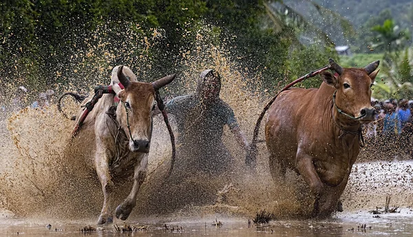 Man Jockey Steers Bulls Muddy Paddy Fields Bull Race Pacu — Stock Photo, Image