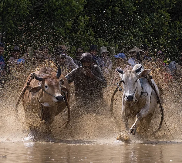 在印度尼西亚西苏门答腊的巴图桑卡 一名男子骑着公牛穿过泥泞的稻田 参加了 Pacu Jawi 节的公牛赛跑 — 图库照片