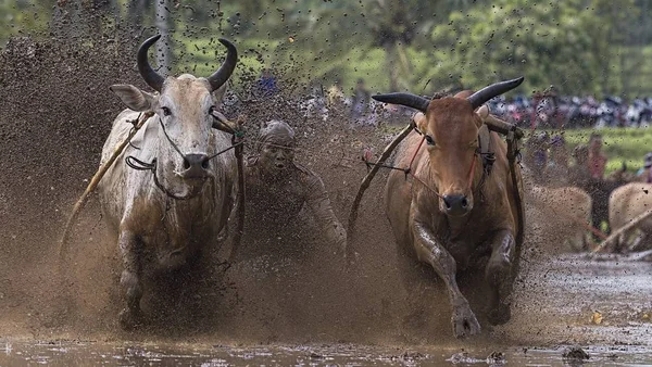 Man Jockey Steers Bulls Muddy Paddy Fields Bull Race Pacu — 스톡 사진