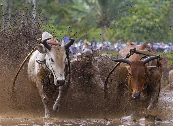 Man Jockey Steers Bulls Muddy Paddy Fields Bull Race Pacu — 스톡 사진