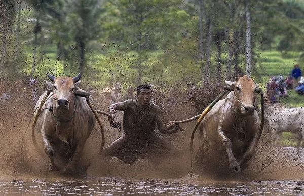 Bir erkek jokey, Endonezya, Batı Sumaterya, Batu Sangkar 'daki' Pacu Jawi 'festivalinde çamurlu çeltik tarlalarında boğaları sürüyor..