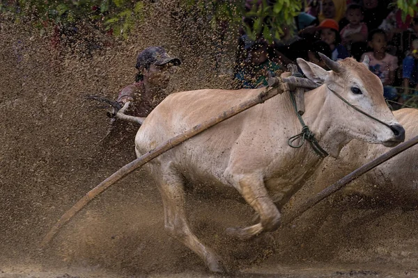 Man Jockey Steers Bulls Muddy Paddy Fields Bull Race Pacu — 스톡 사진