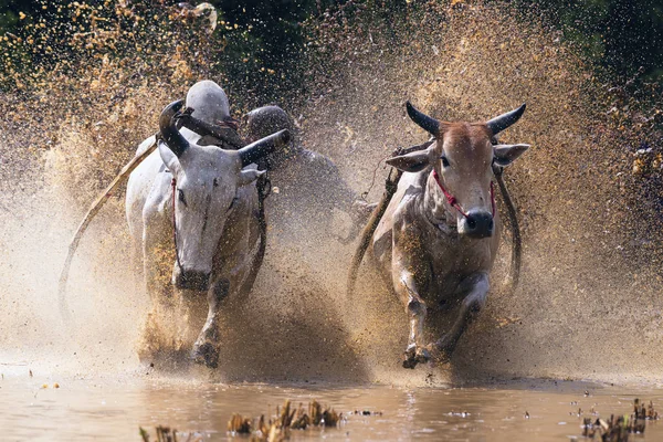 Man Jockey Steers Bulls Muddy Paddy Fields Bull Race Pacu — 스톡 사진