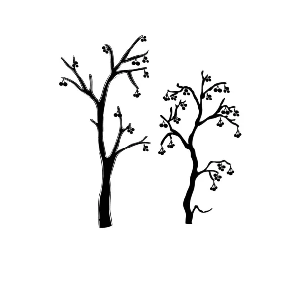 Silhuetten av en rönn träd med bär. — Stock vektor