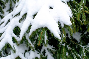 Bir ağacın dalları karla kaplıdır.