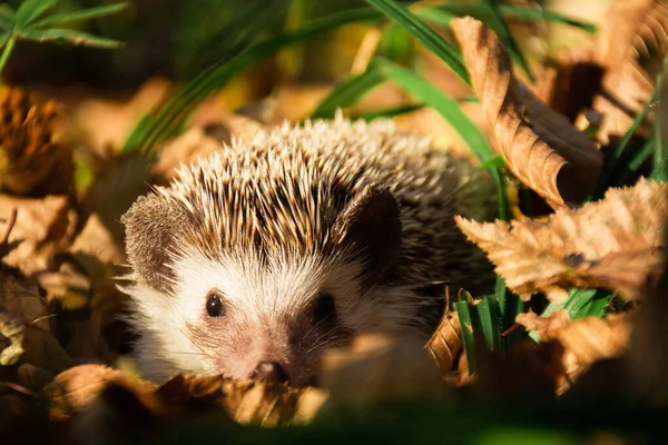 Sonbahar yapraklarında çimenlerde saklanan sevimli kirpi.