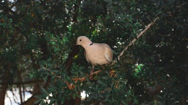 bir ağaç dalında bej güvercin