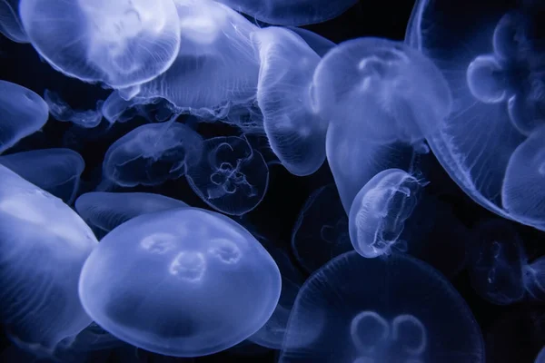 siyah bir zemin üzerine mavi deniz anası