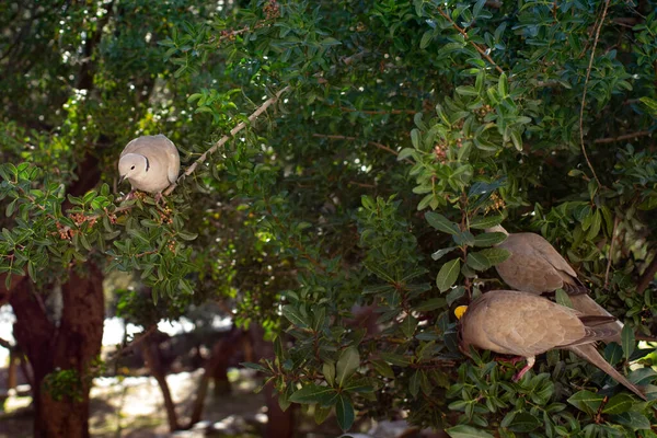 Beige Pigeons Tree Branch — Stock Photo, Image
