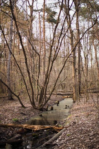 Špinavý Potok Lese Stock Obrázky