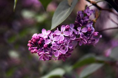 Güzel çiçek açan leylak dalının küçük menekşe çiçekleriyle yakın görüntüsü, seçici odak noktası