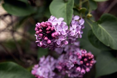Güzel çiçek açan leylak dalının küçük menekşe çiçekleriyle yakın görüntüsü, seçici odak noktası