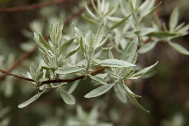Küçük yeşil yapraklı dalın yakın görüntüsü, seçici odak