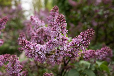 Güzel çiçek açan leylak dalının küçük menekşe çiçekleriyle yakın görüntüsü, seçici odak noktası