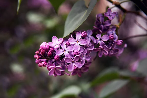 Güzel çiçek açan leylak dalının küçük menekşe çiçekleriyle yakın görüntüsü, seçici odak noktası