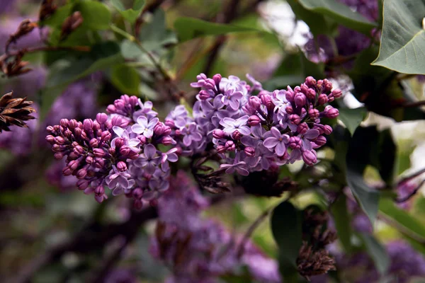 Güzel çiçek açan leylak dalının küçük menekşe çiçekleriyle yakın görüntüsü, seçici odak noktası