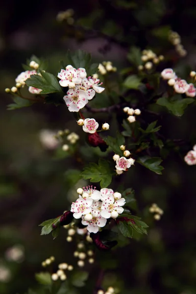 Güzel Çiçek Açan Küçük Çiçeklerin Yakın Plan Görüntüsü Seçici Odak — Stok fotoğraf