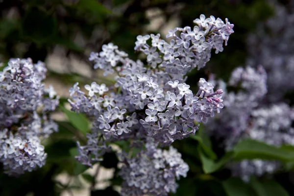 Güzel çiçek açan leylak dalının küçük menekşe çiçekleriyle yakın görüntüsü, seçici odak noktası